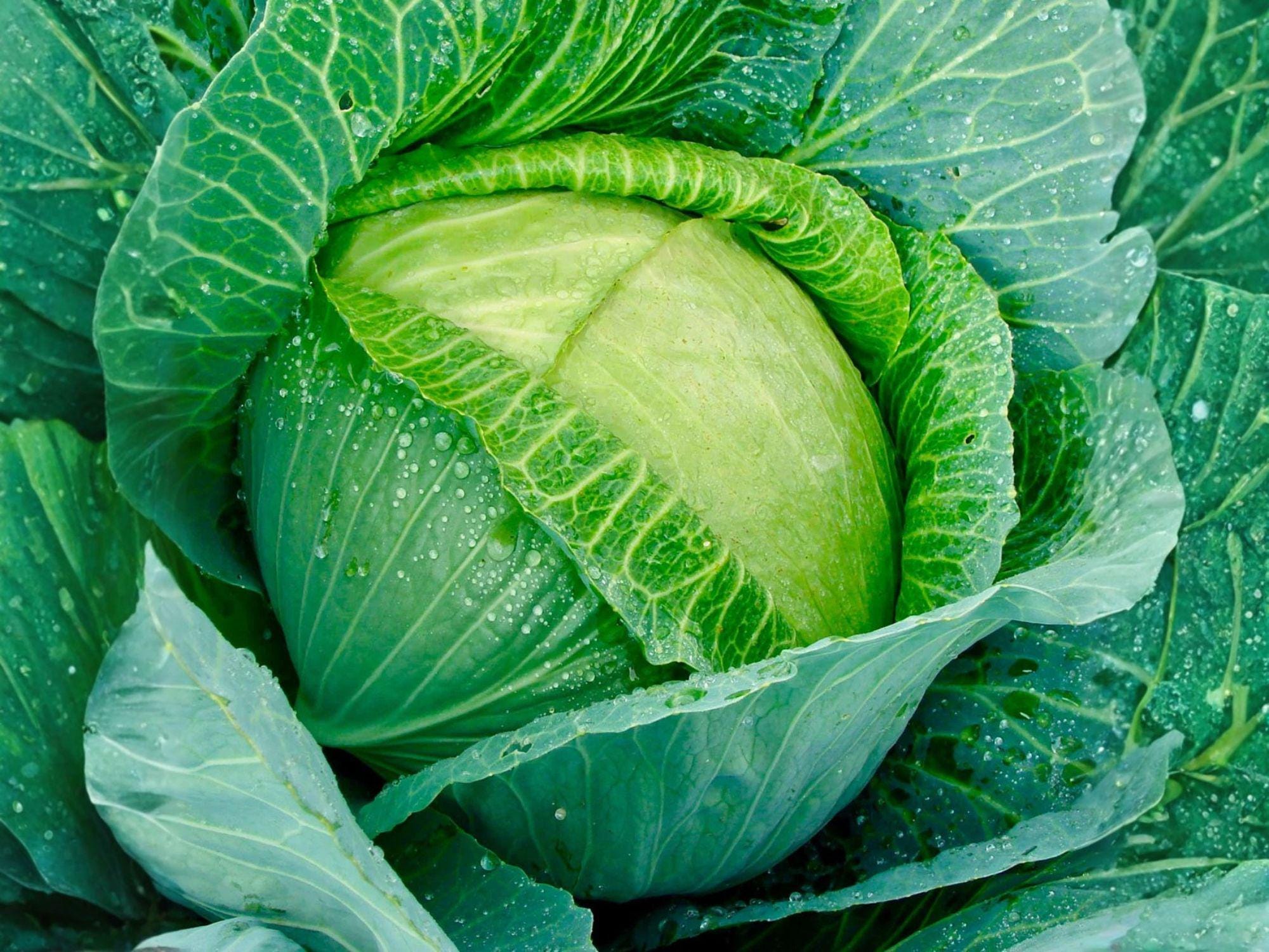 Golden Acre Cabbage Seeds – Heirloom Green Vegetable Seeds for Small Gardens, Compact, Early-Maturing Brassica oleracea