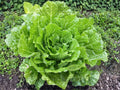 Kogane Napa Cabbage Seeds – 300 Chinese Vegetable Garden Seeds for Fresh Salads, Stir-Fries, Kimchi, Compact Heads, Asian Greens