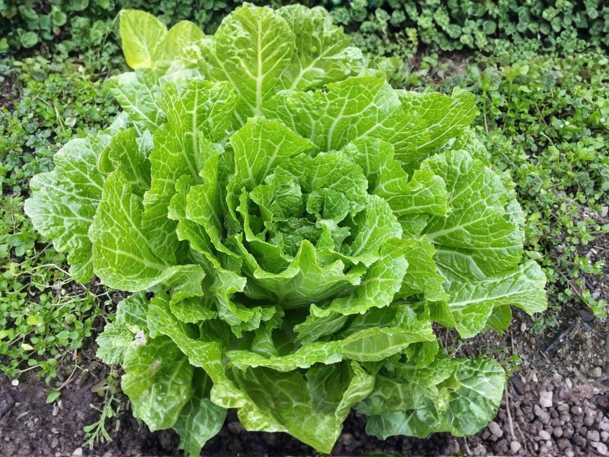Kogane Napa Cabbage Seeds – 300 Chinese Vegetable Garden Seeds for Fresh Salads, Stir-Fries, Kimchi, Compact Heads, Asian Greens