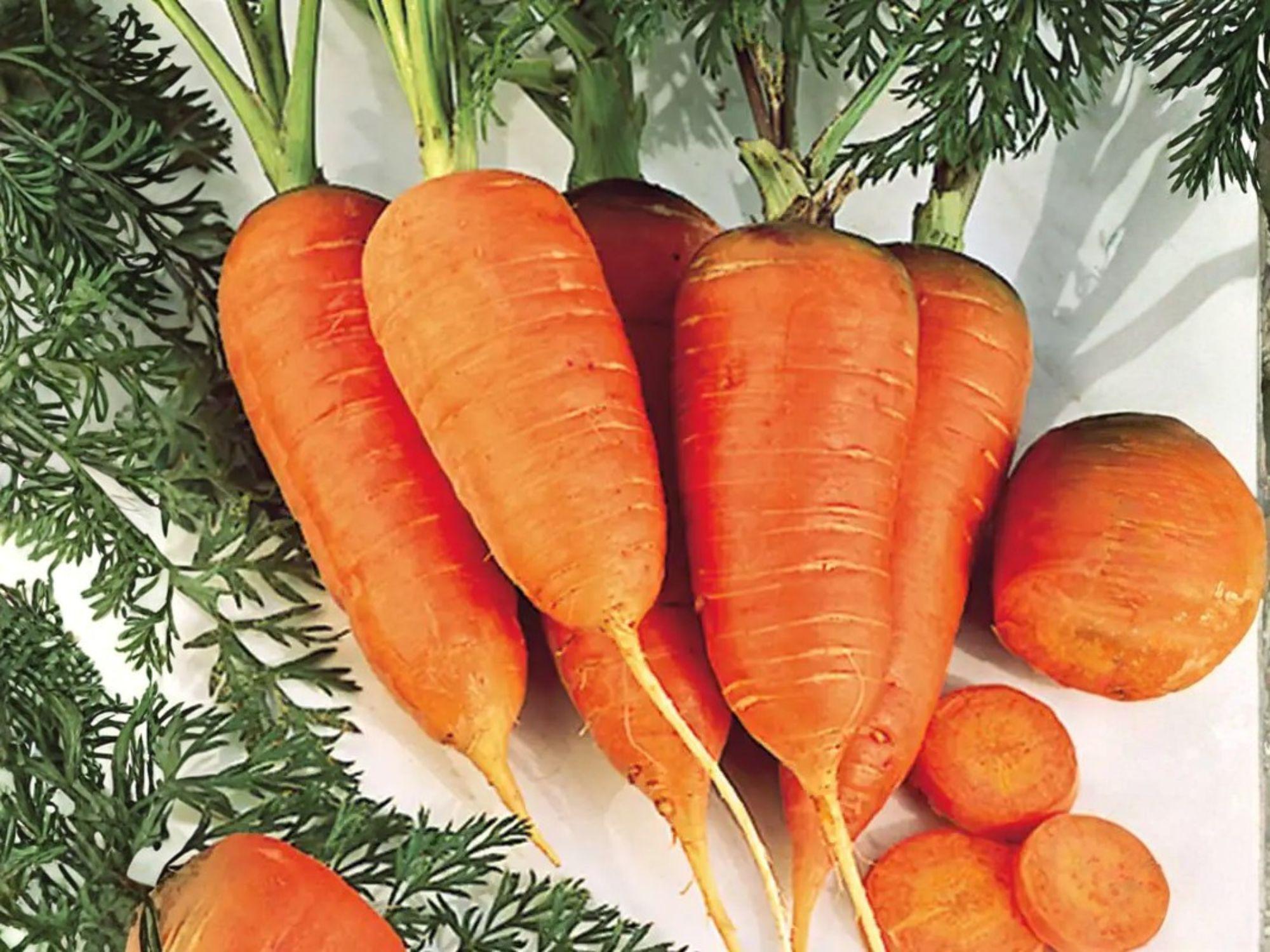 Scarlet Nantes Carrot Seeds – 500 Heirloom Bright Orange Root Vegetable for Spring & Fall Garden, Crisp, Sweet, Cylindrical Roots