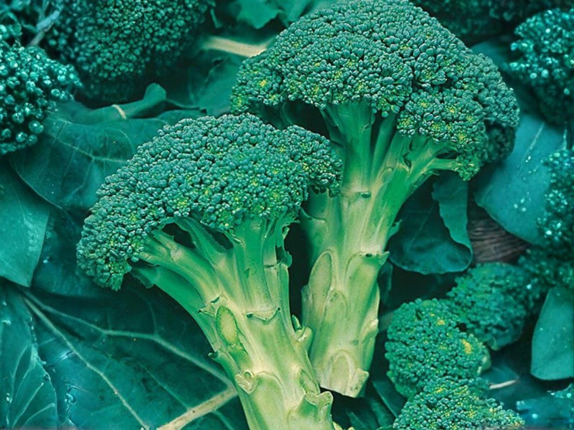 Green Sprouting Calabrese Broccoli Seeds – Heirloom Italian Vegetable for Spring & Fall Gardens – 500 Seeds