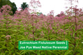 Eutrochium Fistulosum Seeds | Joe Pye Weed Native Perennial for Butterfly & Pollinator Gardens