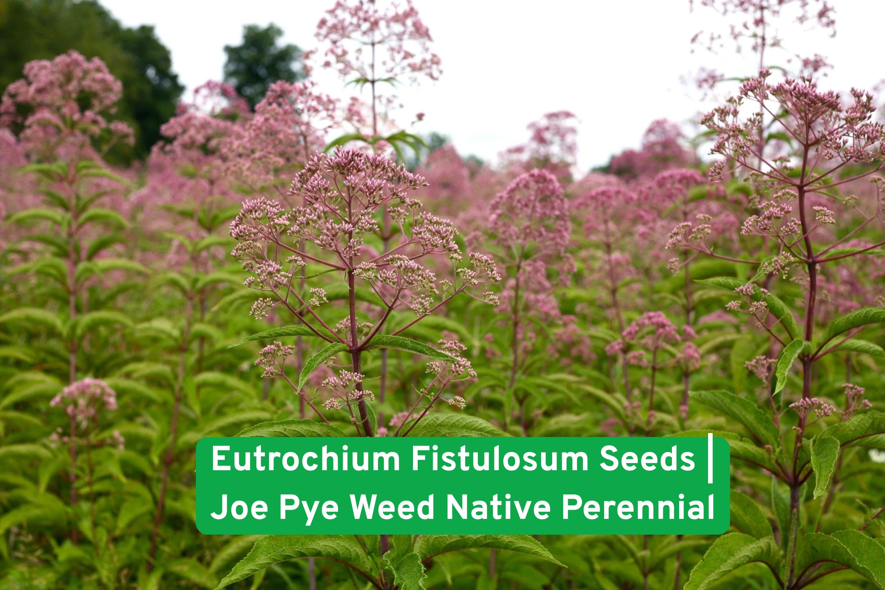 Eutrochium Fistulosum Seeds | Joe Pye Weed Native Perennial for Butterfly & Pollinator Gardens