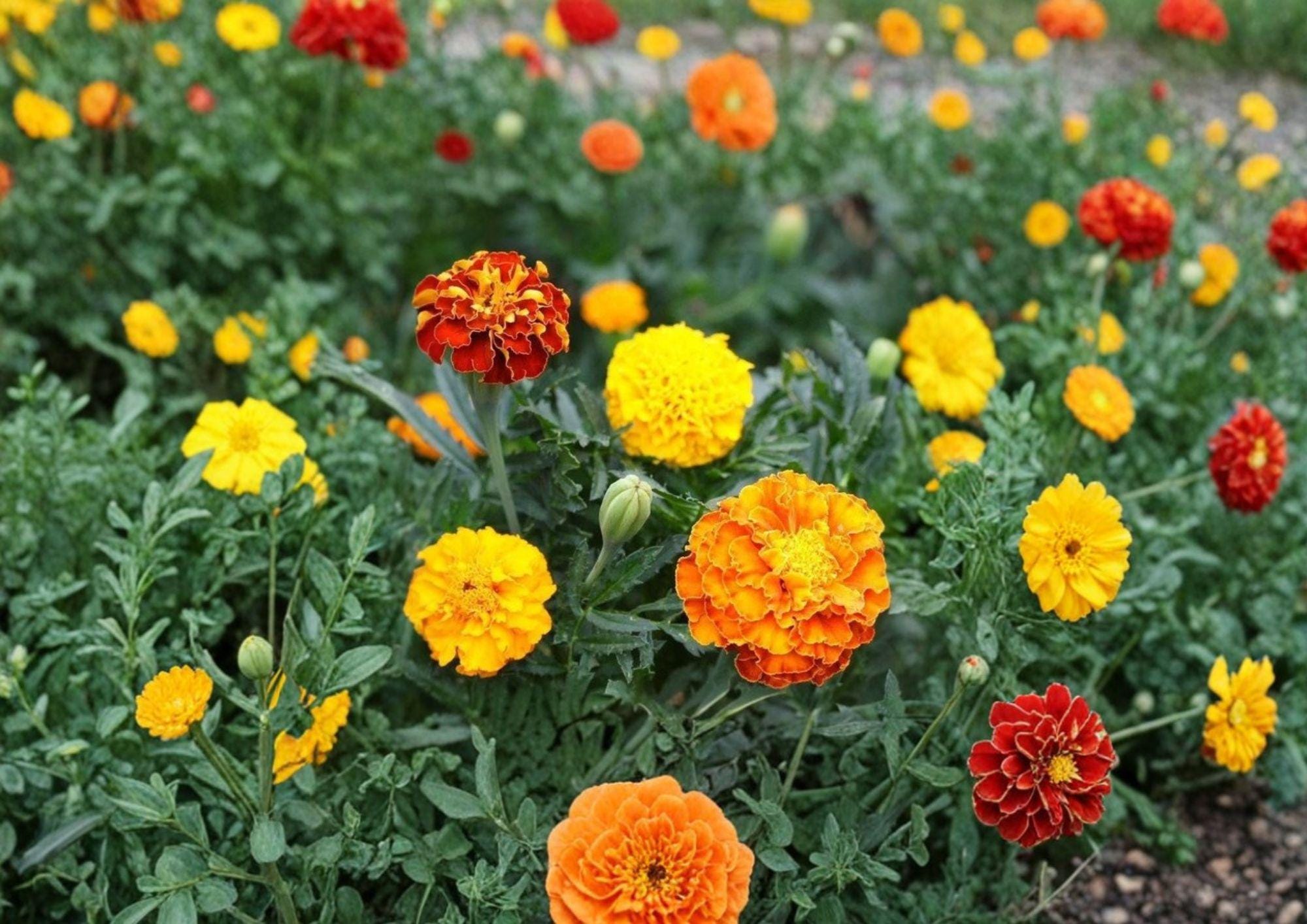 French Marigold Seeds – Petite Mixture Dwarf Flower Seeds for Borders, Containers, Bright Colors (Tagetes patula)