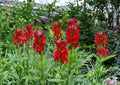 Lobelia Cardinalis Seeds – 100 Native Wildflower Seeds for Hummingbird Garden, Bright Red Perennial Flower