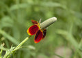 Mexican Hat Wildflower Seeds – 250 Native Ratibida columnifera var. pulchra Seeds for Prairie, Meadow, and Wildlife Gardens