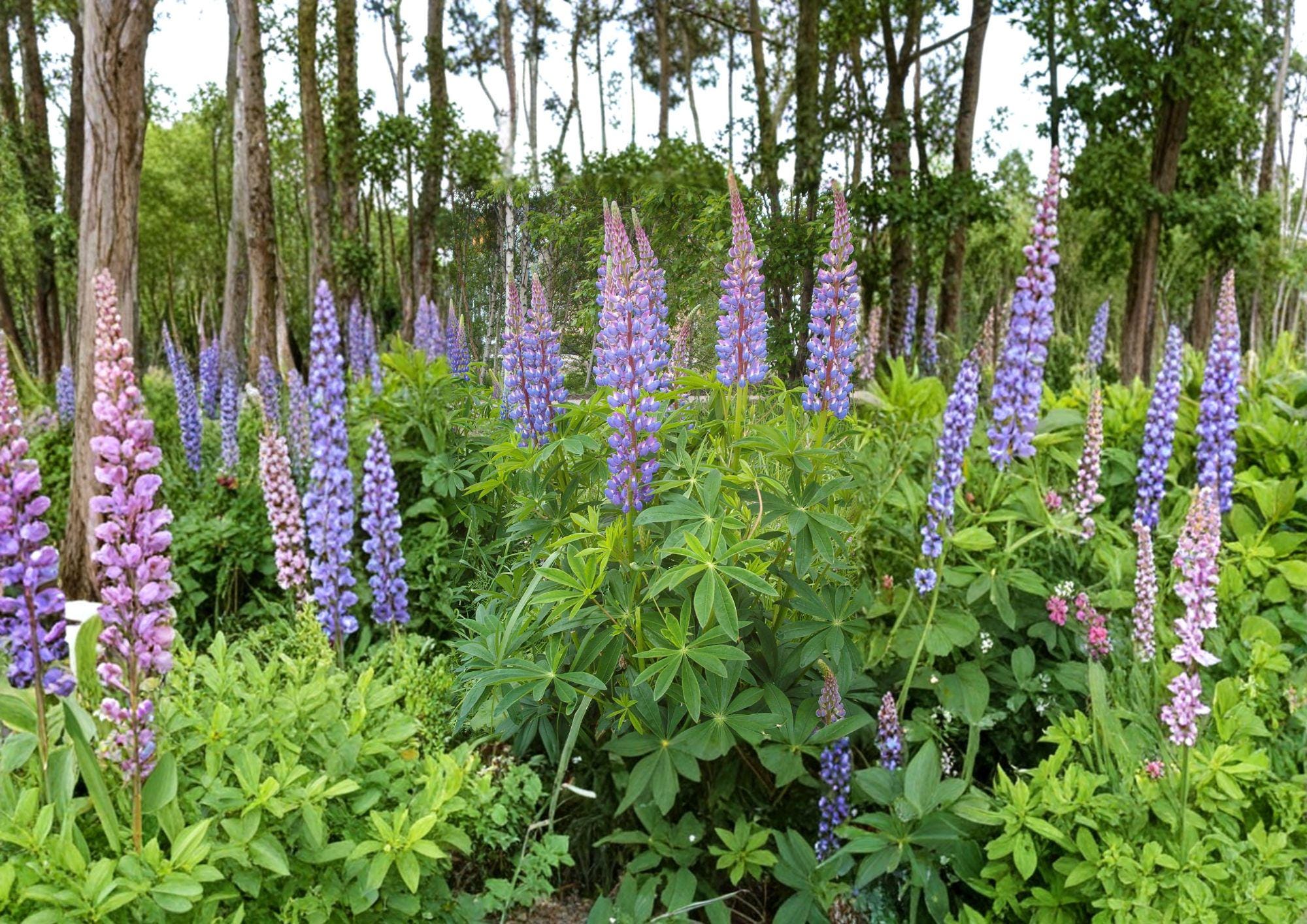 Lupine Seeds – Tall Mixed Color Perennial Flower Seeds for Borders, Cottage Gardens, and Pollinator Attracting Plants (20 Seeds)