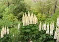 Russell White Lupine Seeds – 20 Perennial Flower Seeds for White Blooms, Pollinator Friendly, Hardy Garden Plant, Lupinus polyphyllus