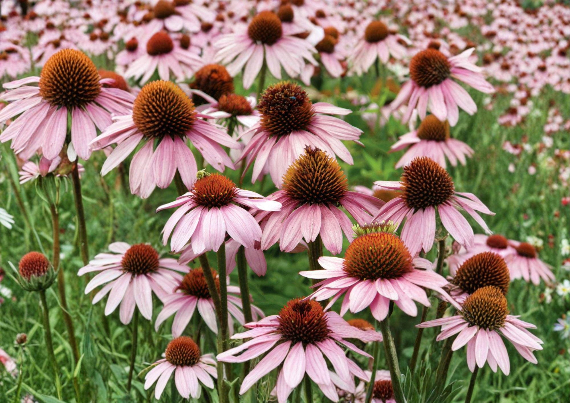 Purple Coneflower Seeds – 100 Native Perennial Flower Seeds for Garden, Echinacea purpurea, Bee & Pollinator Friendly