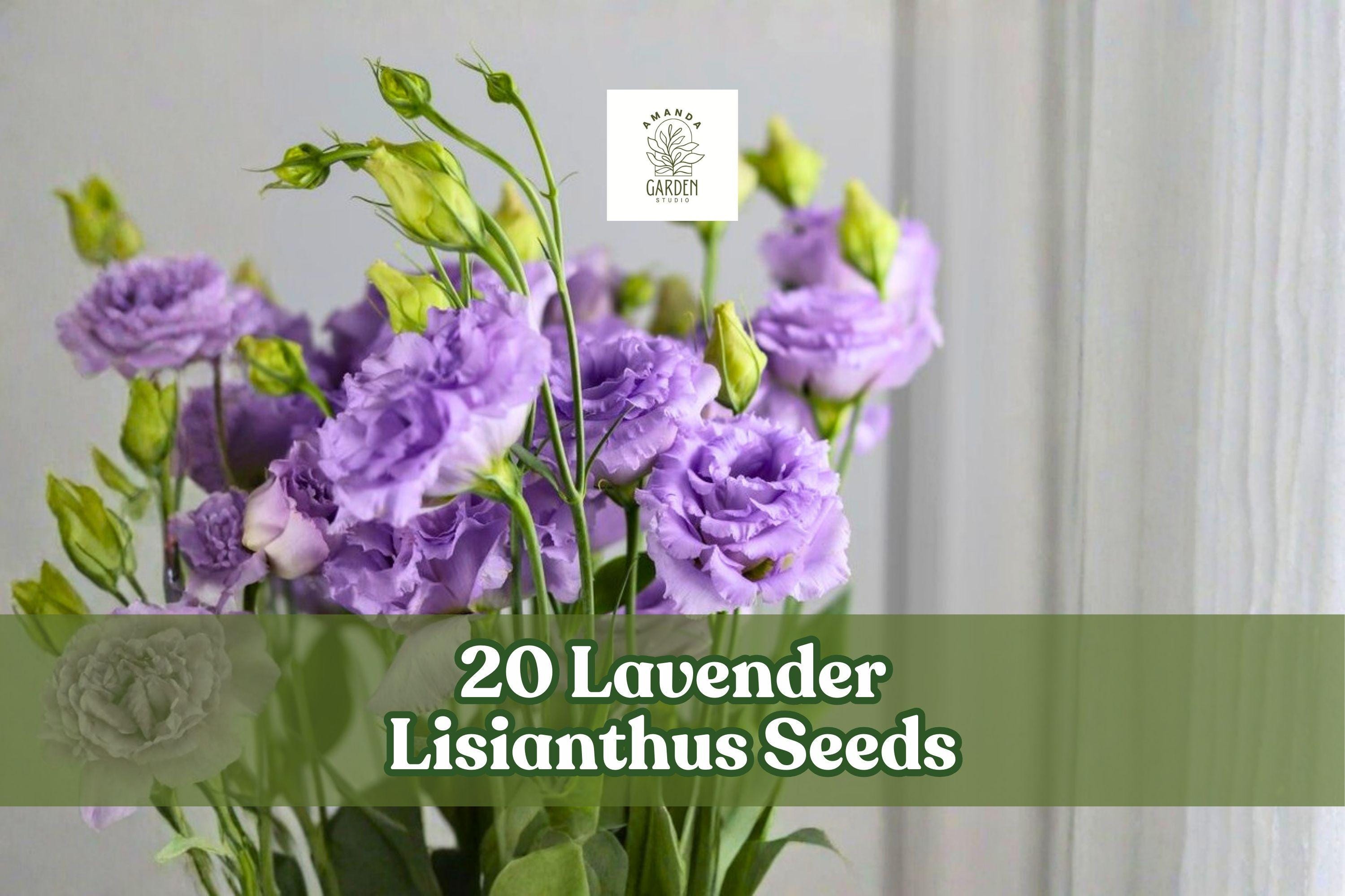20 Lavender Lisianthus Seeds – Eustoma grandiflorum Flower for Garden Beds & Cut Flowers