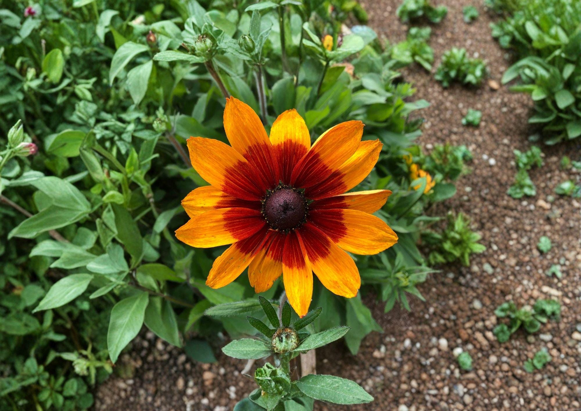 Gloriosa Daisy Seeds – Bright Yellow Coneflower, Pollinator Friendly, Rudbeckia hirta, Wildflower, Garden Border, Cut Flower Seeds