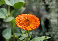 Pacific Beauty Orange Calendula Seeds – Heirloom Pot Marigold Flowers for Gardens, Borders & Containers – Calendula officinalis