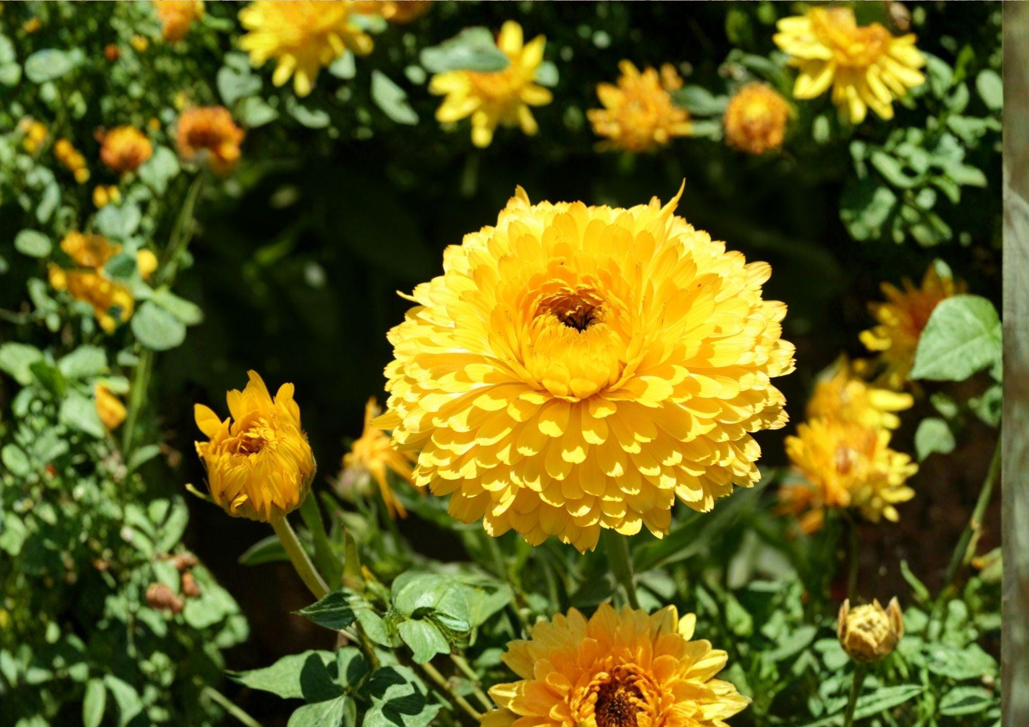 Calendula Pacific Beauty Seeds – Dark Yellow Pot Marigold Flowers, 100 Seeds, Bright Golden Blooms, Easy to Grow, Attracts Pollinators