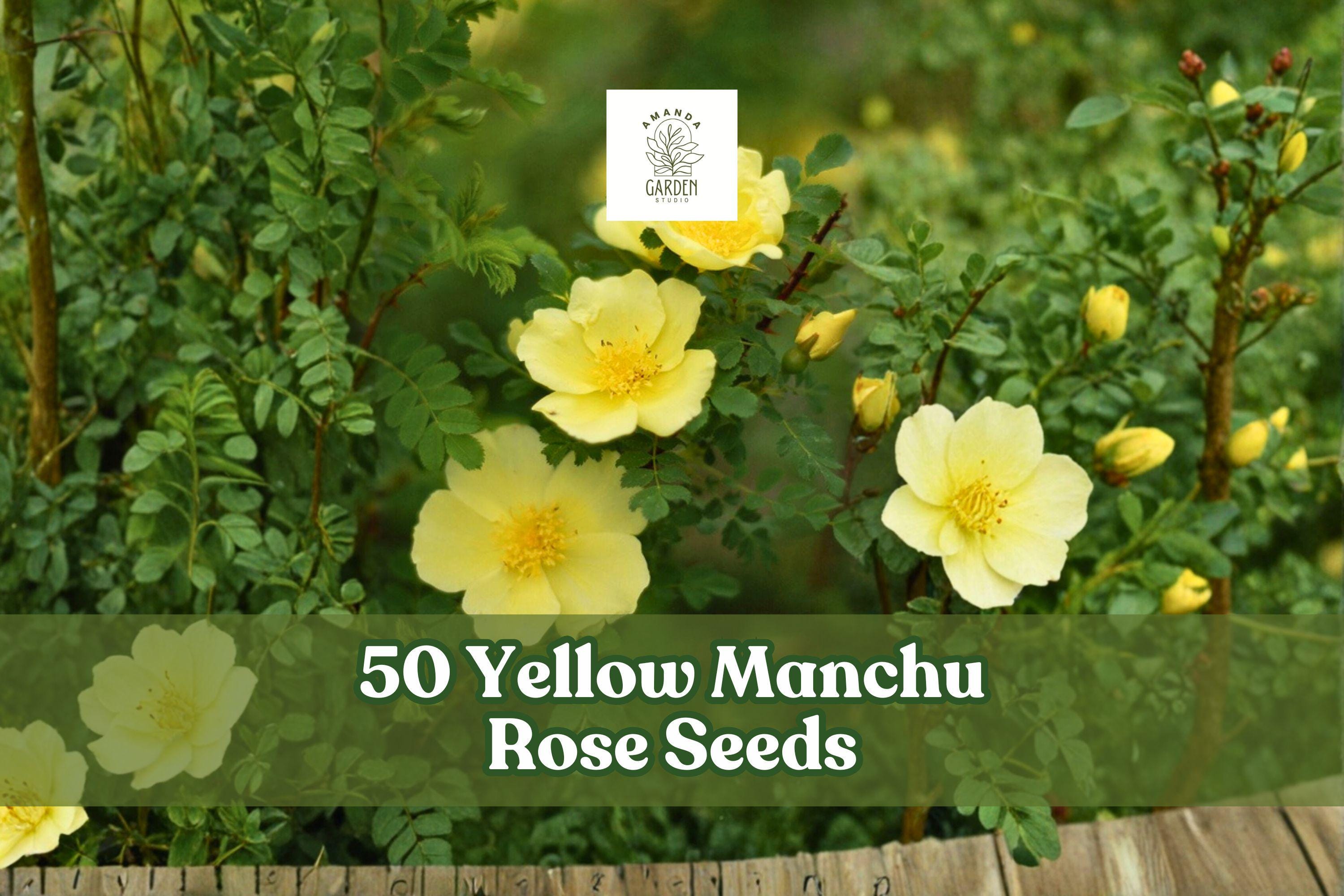 50 Yellow Manchu Rose Seeds – Rosa xanthina Deciduous Shrub with Bright Yellow Spring Blooms for Garden Borders