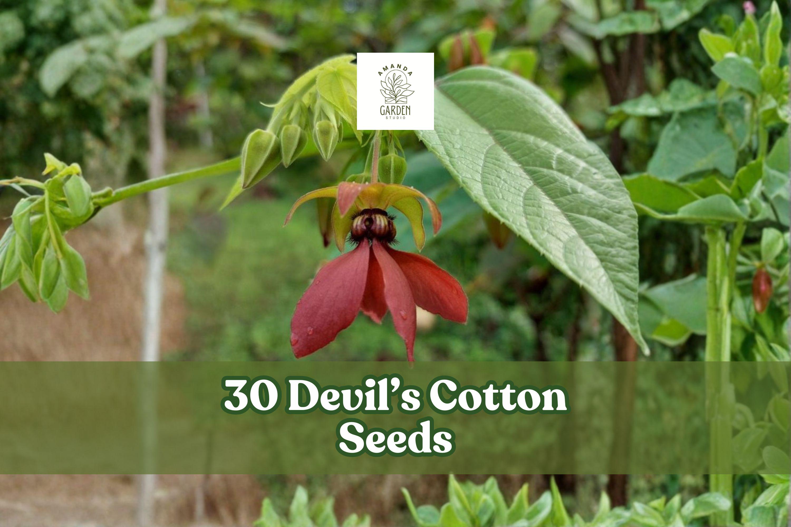 30 Devil’s Cotton Seeds – Abroma augusta Tropical Flowering Plant with Dark Maroon to Purple Blooms, Ornamental Garden or Greenhouse Cultivar