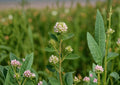 Roundhead Bush Clover Seeds | Native Prairie Wildflower | Lespedeza capitata | Pollinator-Friendly, Drought Tolerant, Perennial Legume