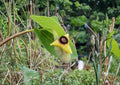 Wooly Dutchman's Pipevine Seeds - Aristolochia tomentosa Native Climbing Vine for Butterfly Gardens, Shade, and Trellises
