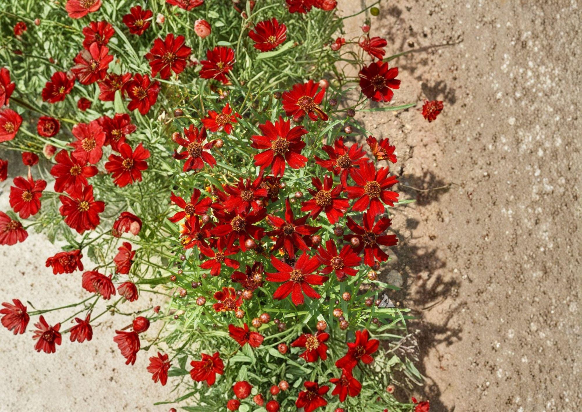 Dwarf Red Coreopsis Flower Seeds – Vibrant Wildflower for Gardens, Borders, Pollinators – Coreopsis tinctoria
