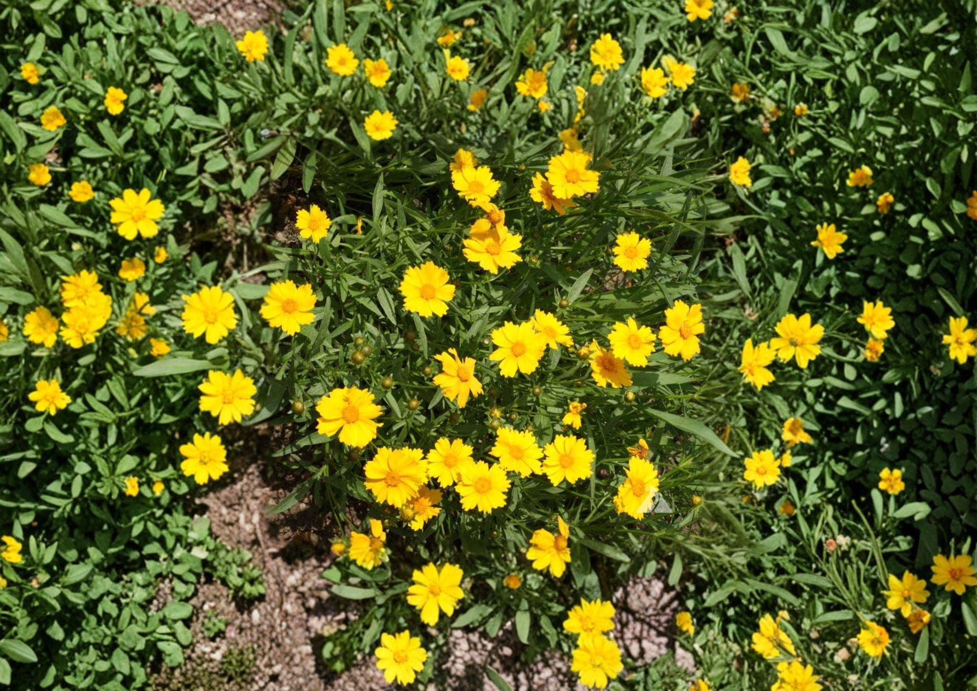 Dwarf Coreopsis Flower Seeds – Bright Yellow Perennial Blooms for Gardens – Coreopsis lanceolata