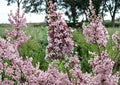 Littleleaf Lilac Flower Seeds – Fragrant Pink Purple Spring Shrub for Garden Borders – Syringa microphylla, Ornamental Landscape Plant