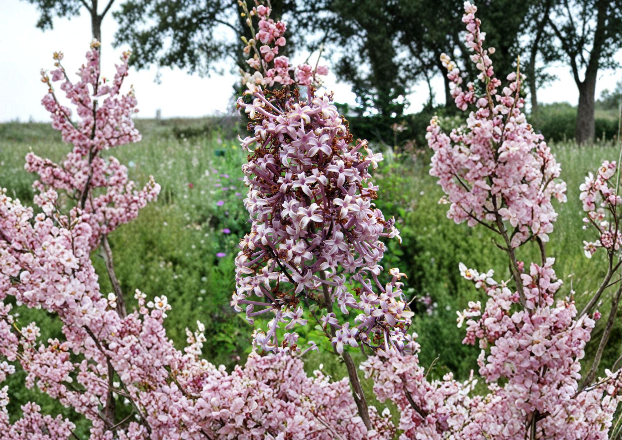 Littleleaf Lilac Flower Seeds – Fragrant Pink Purple Spring Shrub for Garden Borders – Syringa microphylla, Ornamental Landscape Plant
