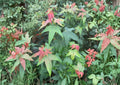 Acer Elegantulum Seeds – Rare Chinese Maple Tree for Bonsai & Garden Planting, Ornamental Deciduous Tree
