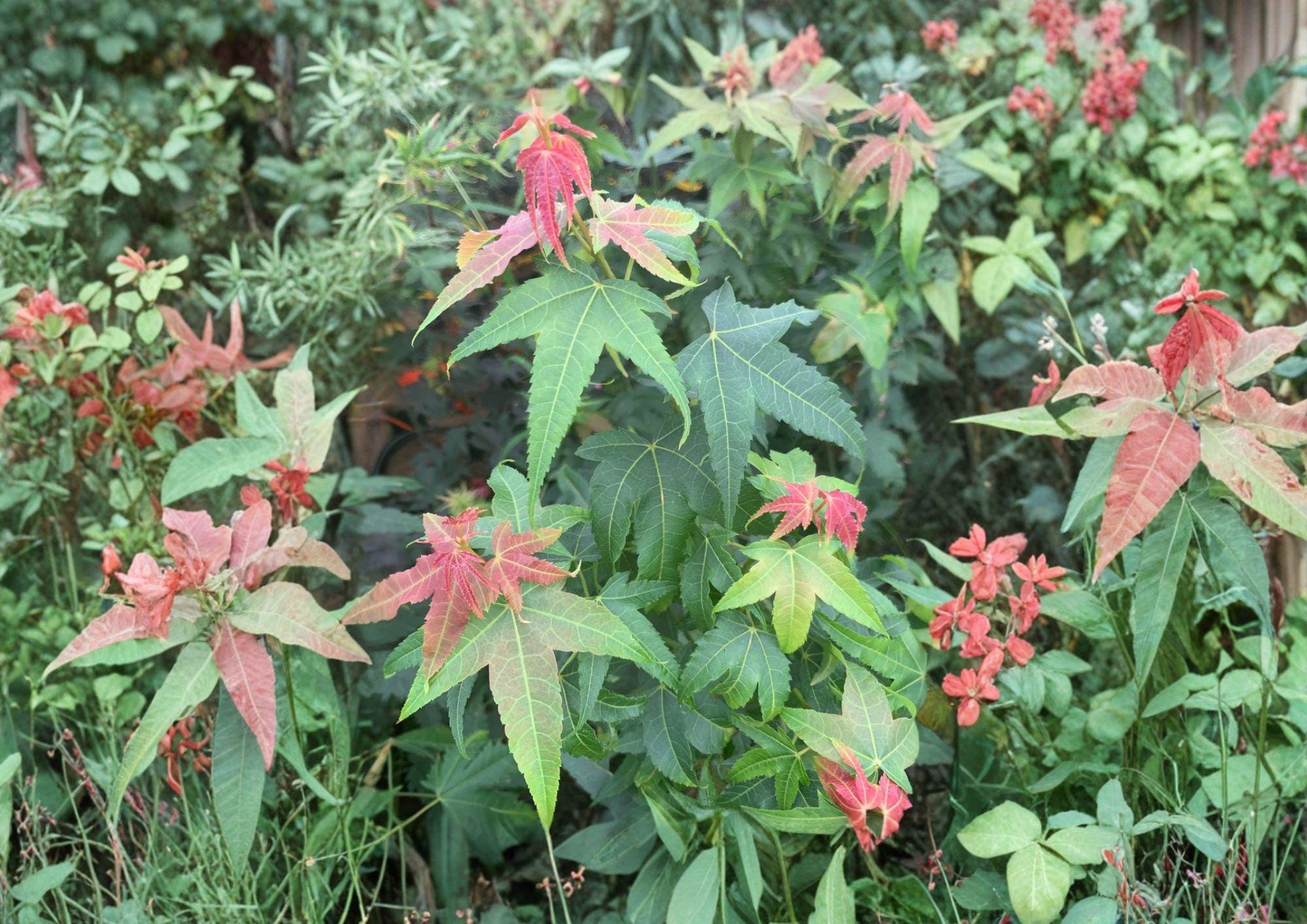 Acer Elegantulum Seeds – Rare Chinese Maple Tree for Bonsai & Garden Planting, Ornamental Deciduous Tree
