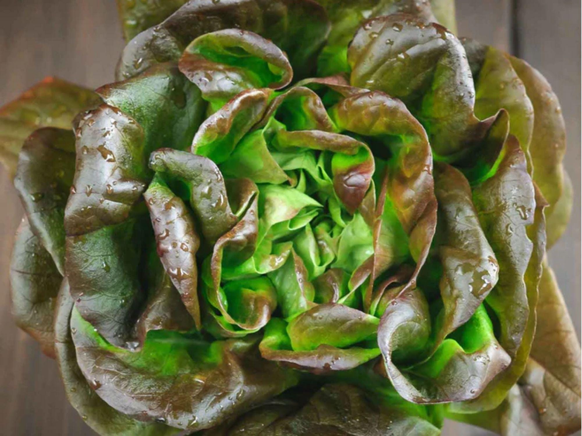 Bronze Mignonette Lettuce Seeds – Heirloom Non-GMO Butterhead, Red Green Leaves, Compact French Variety, 1000 Seeds