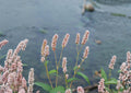 Pinkweed Seeds, Native Wildflower, Pollinator-Friendly, Persicaria pensylvanica, Pink Smartweed, Wetland Edible Plant