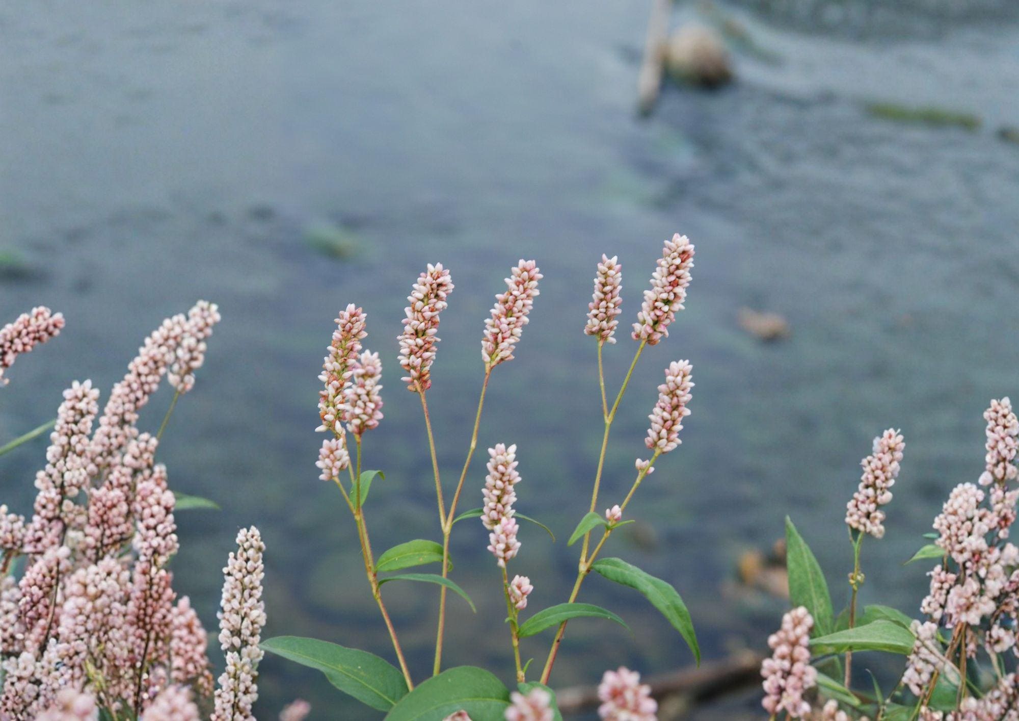 Pinkweed Seeds, Native Wildflower, Pollinator-Friendly, Persicaria pensylvanica, Pink Smartweed, Wetland Edible Plant