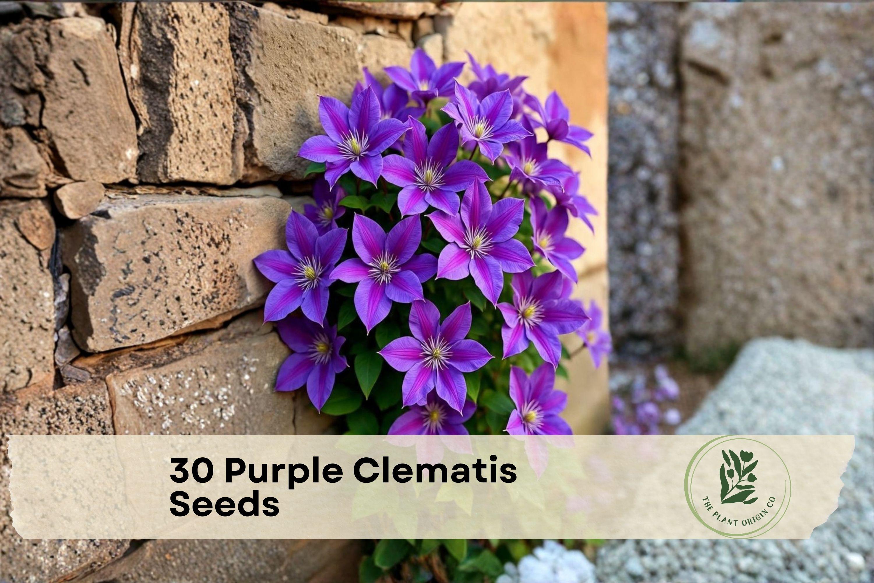 Purple Clematis Seeds - Climbing Vine, Ornamental Flowering Plant, Clematis occidentalis, Garden Seeds, 30 Pack