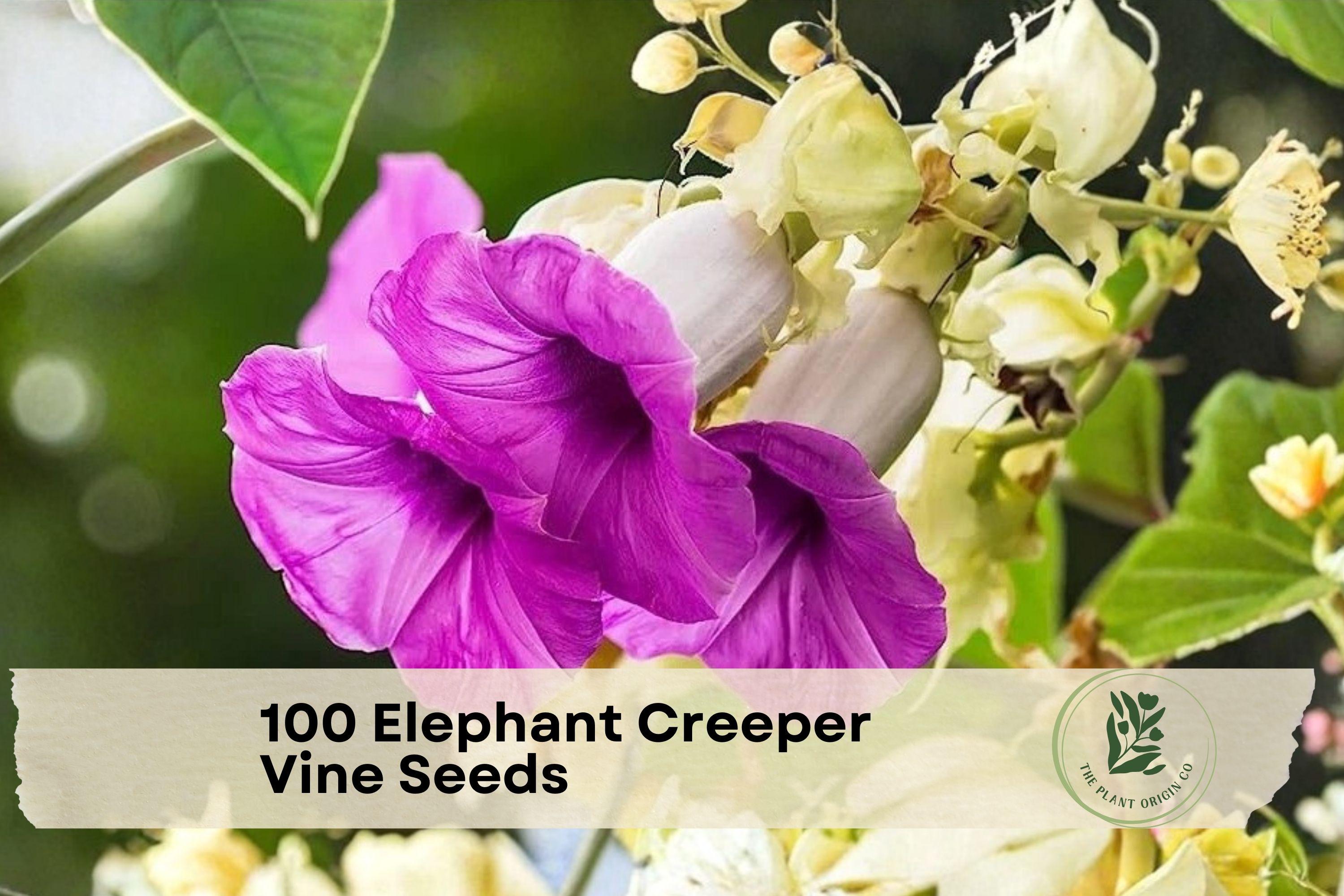 Elephant Creeper Vine Seeds, Fast-Growing Ornamental Climbing Plant for Fences & Trellises, Tropical Greenery, Lush Trailing Vines