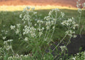Sweet Everlasting Wildflower Seeds - 500 Pseudognaphalium obtusifolium Native Dried Flower & Pollinator Garden Seeds