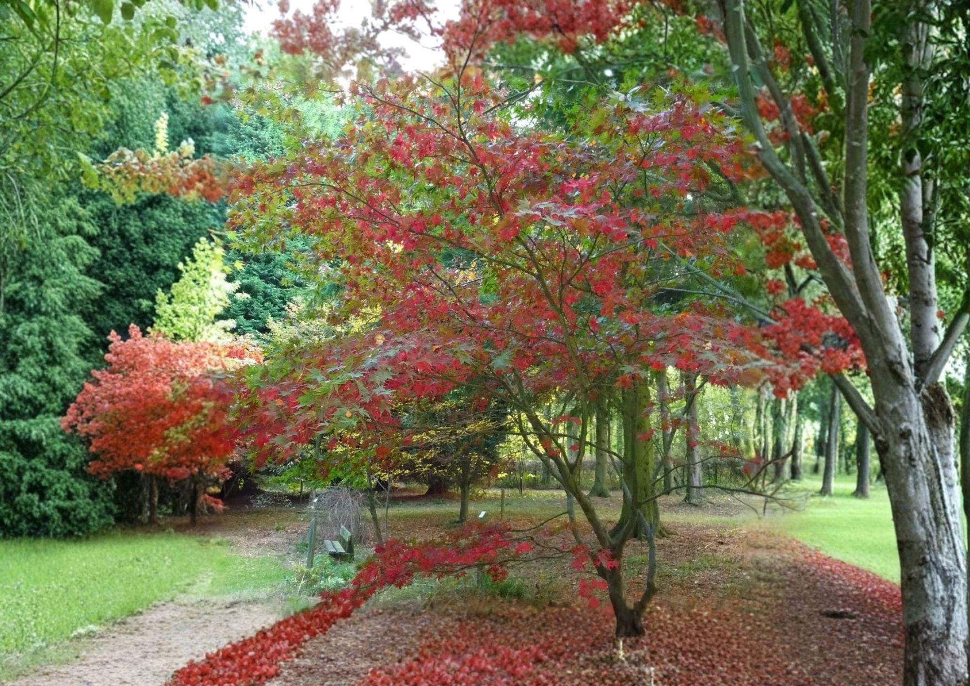 Snake Bark Maple Tree Seeds – Acer grosseri var. hersii, Ornamental Striped Bark, Autumn Foliage, Deciduous Landscape Tree