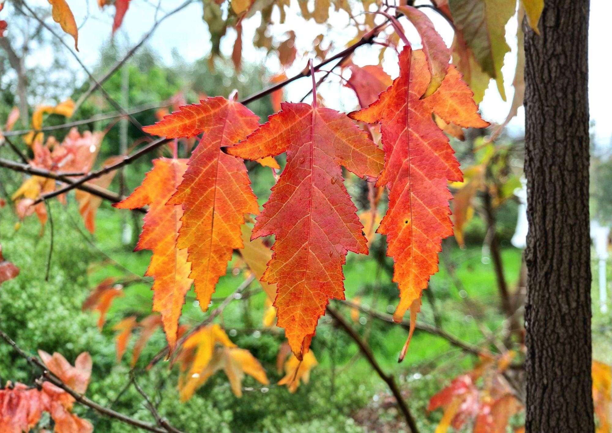 Amur Maple Tree Seeds – Acer Ginnala for Autumn Foliage, Bonsai Cultivation, Ornamental Landscape, Hardy, Red Fall Color