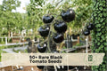 Black Tomato Seeds – Rare Heirloom, Exotic Dark Purple Fruit, Gourmet Edible, Container & Garden Growing, Solanum lycopersicum