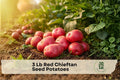 Red Chieftan Seed Potatoes – Heirloom Tuber Crop, Red Flesh, Solanum tuberosum, 3 Lb for Home Gardening