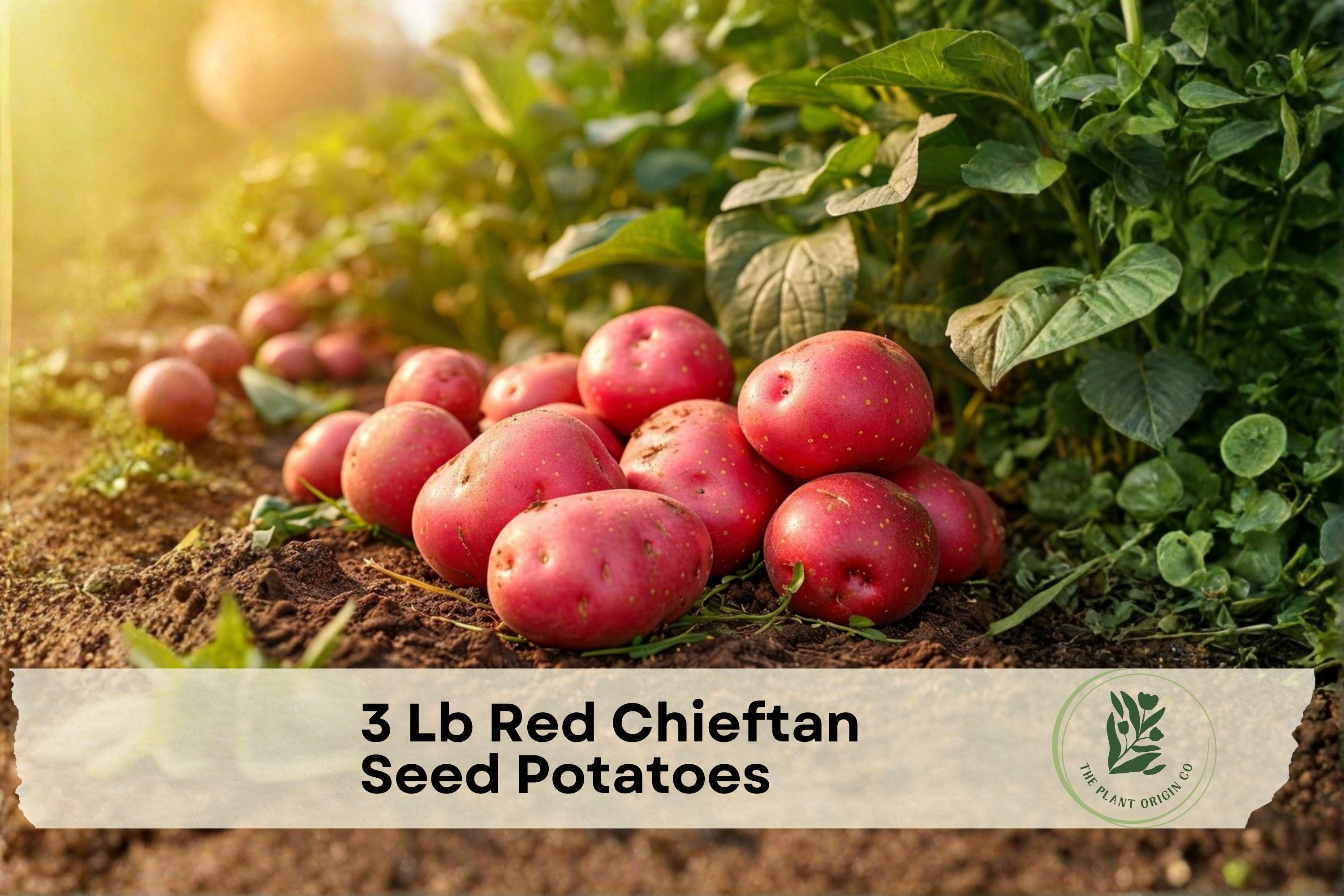 Red Chieftan Seed Potatoes – Heirloom Tuber Crop, Red Flesh, Solanum tuberosum, 3 Lb for Home Gardening