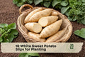 White Sweet Potato Slips for Planting, Ipomoea batatas, Root Vegetable Vines, Garden, Container, Edible Crop