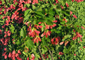 Tatarian Maple Tree Seeds – Acer tataricum, Ornamental Red Samaras & Autumn Foliage, Hardy Landscape Seeds