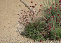 Salad Burnet Seeds - Edible Herb, Drought Tolerant, Sanguisorba minor, Perennial, Culinary & Ornamental Plant