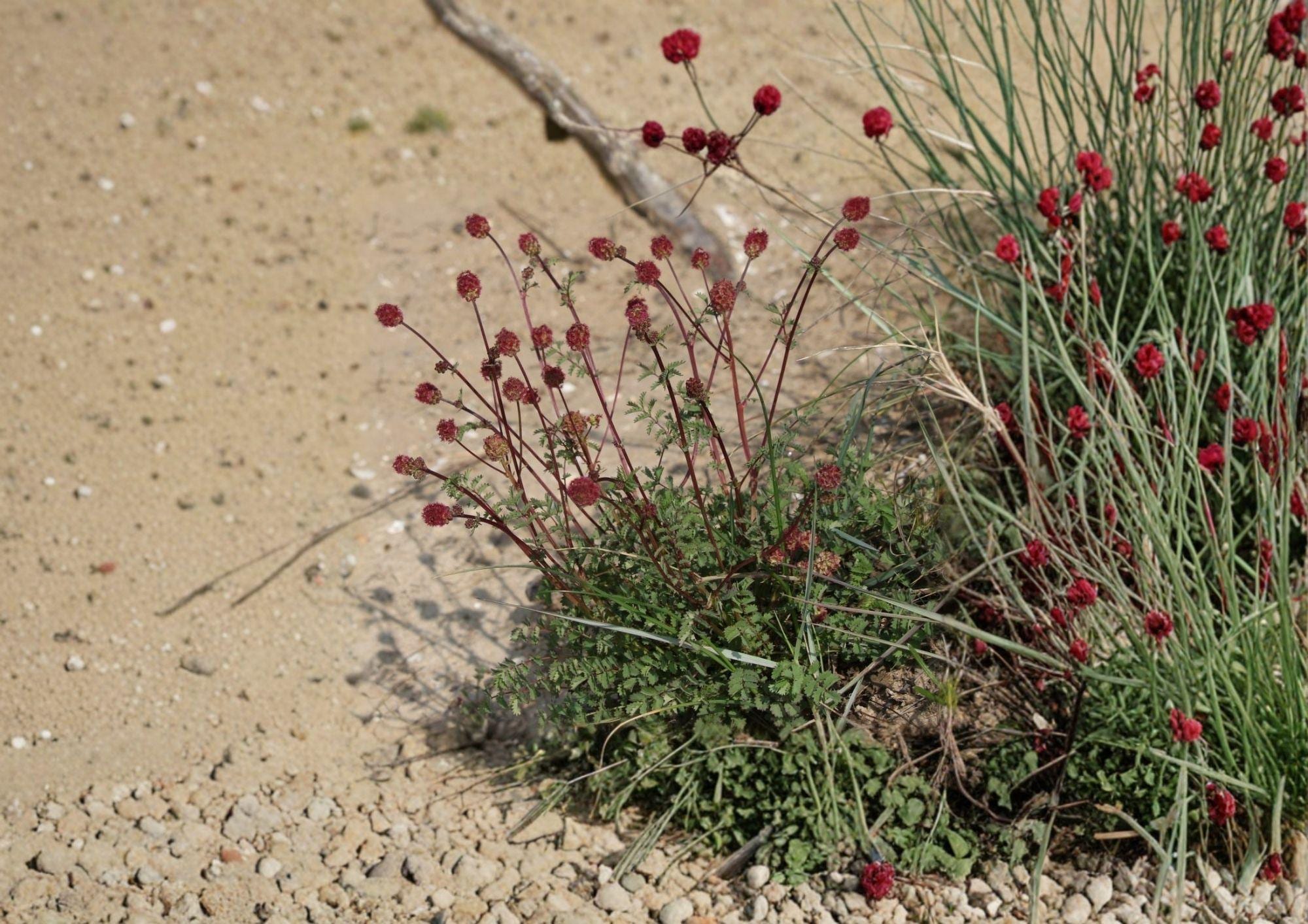 Salad Burnet Seeds - Edible Herb, Drought Tolerant, Sanguisorba minor, Perennial, Culinary & Ornamental Plant