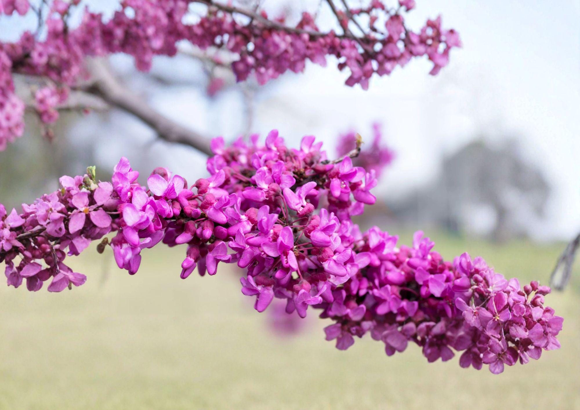 Giant Redbud Tree Seeds – Cercis gigantea, Pink Spring Blossoms, Large Heart-Shaped Leaves, Ornamental Landscape Tree