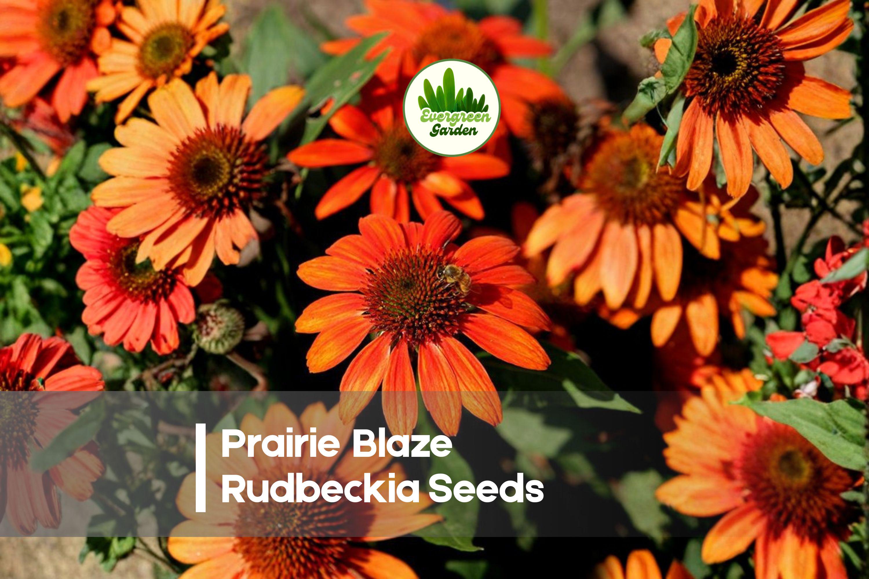 Prairie Blaze Rudbeckia Seeds – Bright Red, Orange & Yellow Flowers, Pollinator-Friendly, Perennial, Full Sun, 200+ Seeds