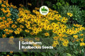 Goldsturm Rudbeckia Seeds - Bright Yellow Flowers, Black-Eyed Susan, Perennial, Pollinator-Friendly, Drought Tolerant