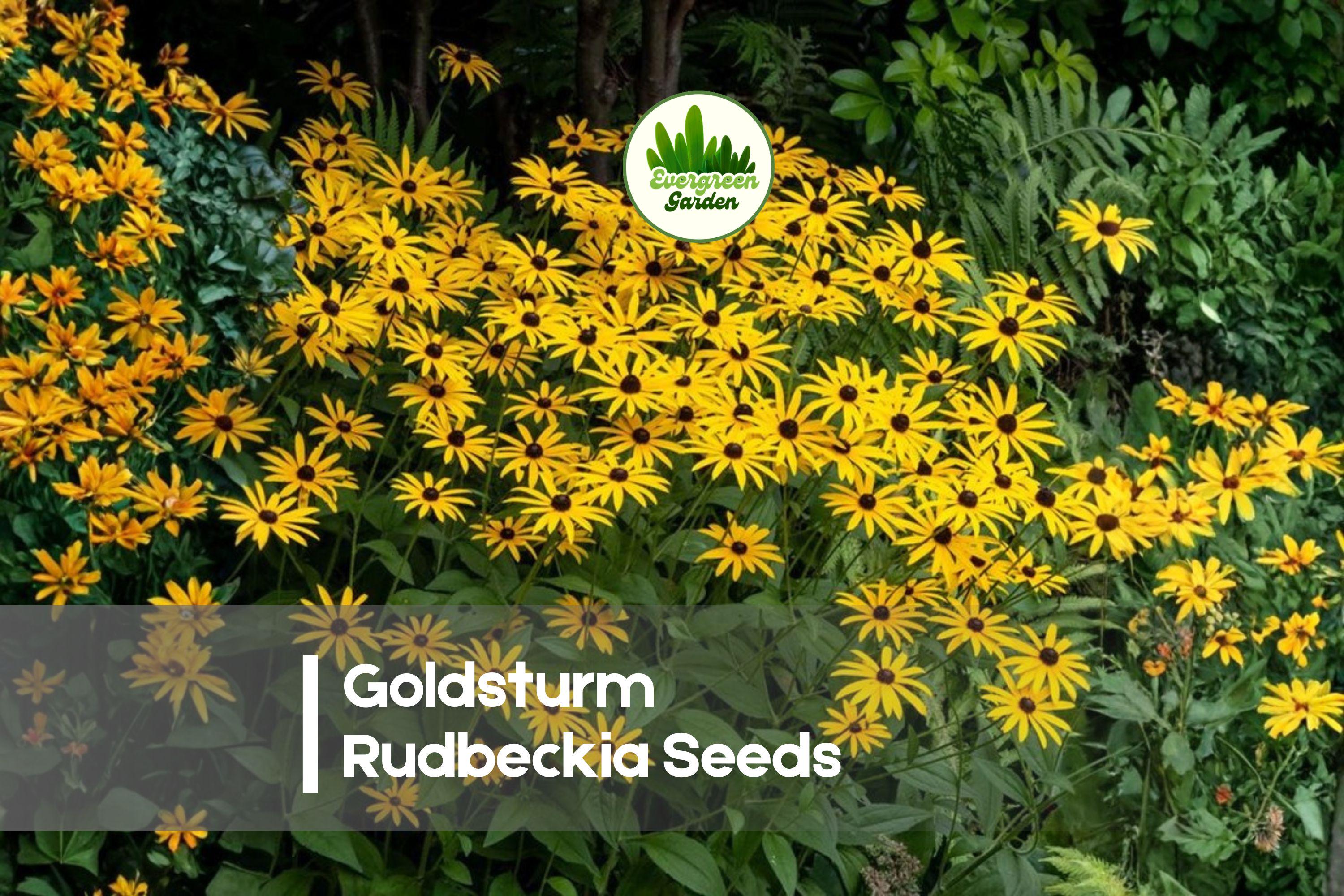Goldsturm Rudbeckia Seeds - Bright Yellow Flowers, Black-Eyed Susan, Perennial, Pollinator-Friendly, Drought Tolerant