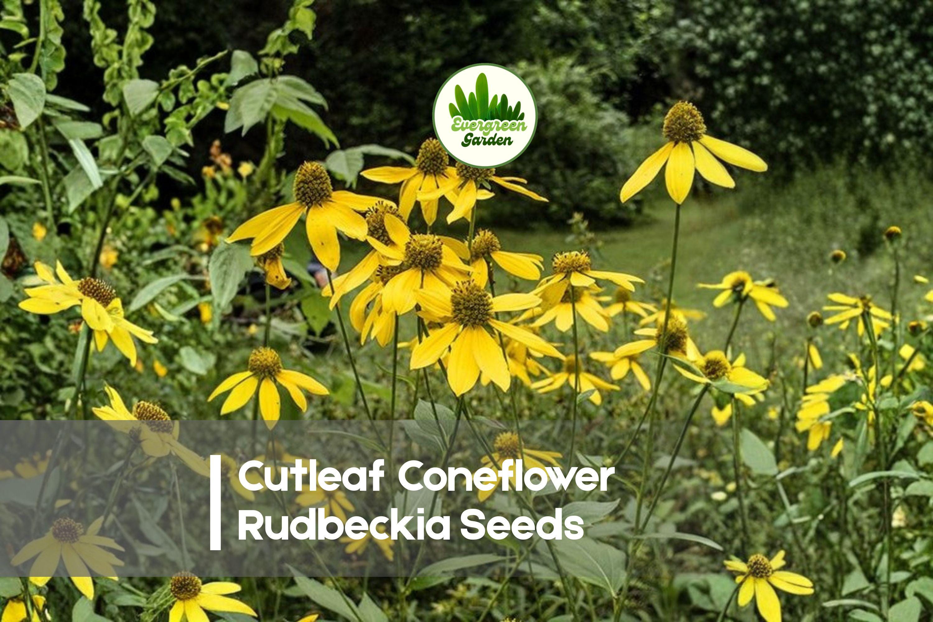 Cutleaf Coneflower Rudbeckia Seeds – Bright Yellow, Tall Perennial, Attracts Pollinators, Rudbeckia laciniata, Wildflower-Style Garden