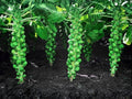 Long Island Improved Brussels Sprouts Seeds – 500 Heirloom Cold Hardy Fall Vegetable Garden Planting