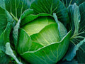 Copenhagen Market Cabbage Seeds – 500 Heirloom Vegetable Seeds for Early Harvest, Compact Round Heads, Brassica oleracea