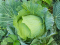 Early Jersey Wakefield Cabbage Seeds – 500 Heirloom Vegetable Seeds for Spring & Fall Gardens